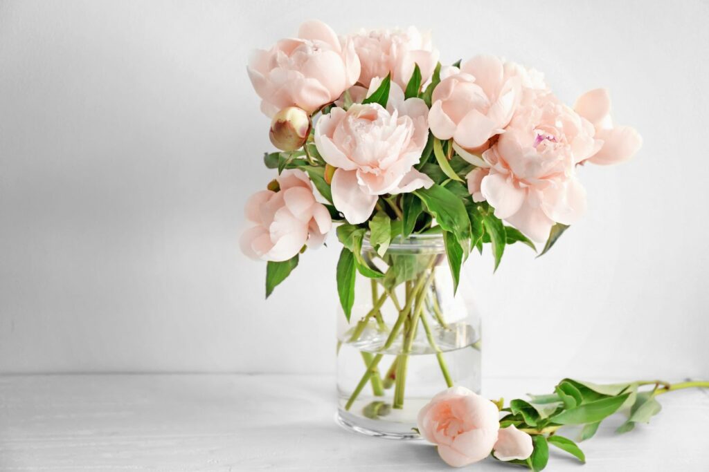 soft salmon peonies in a vase