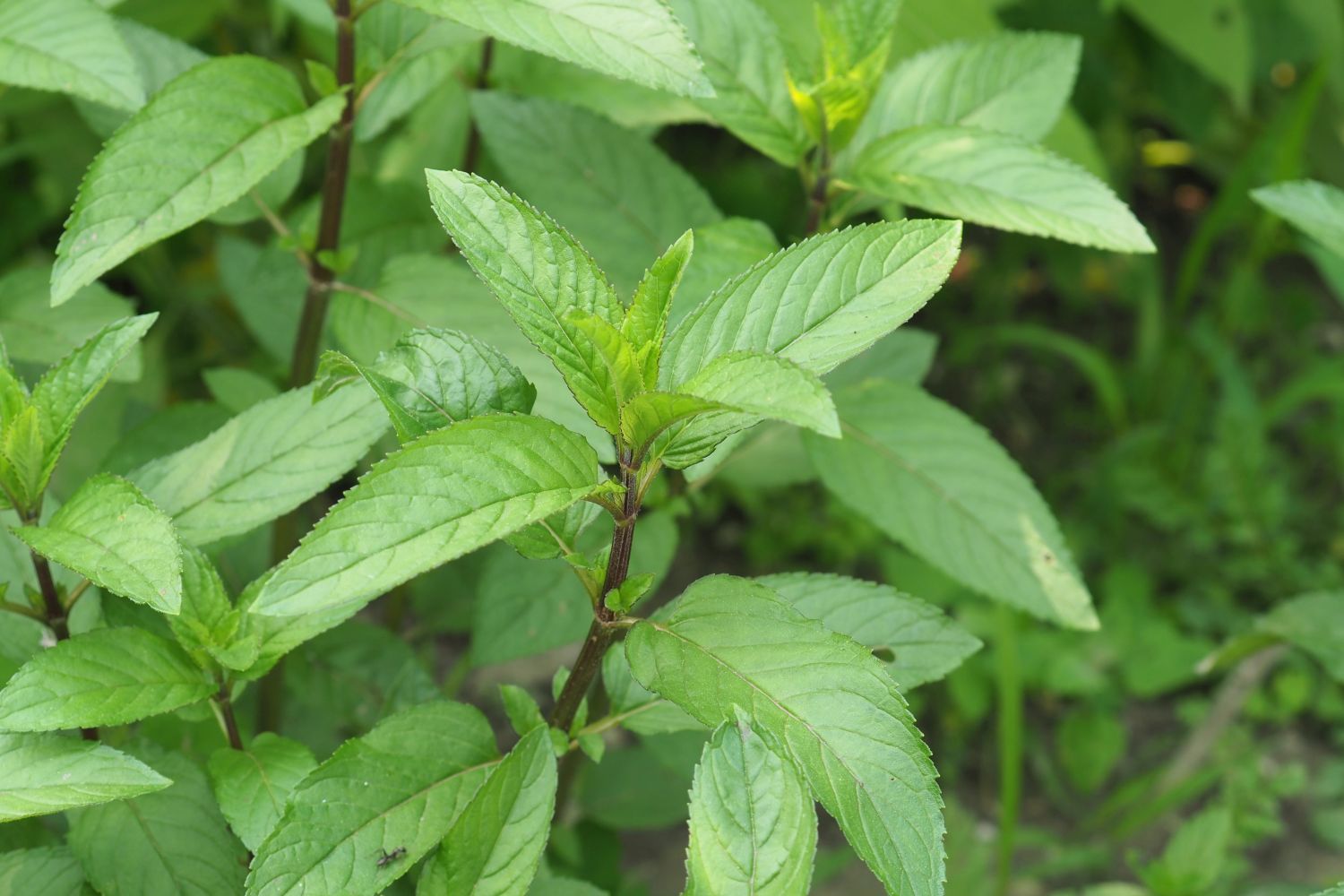 Mint how to propagate, overwinter & more Plantura