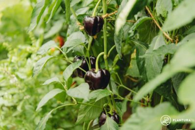 Pepper companion planting: good & bad neighbours for pepper plants