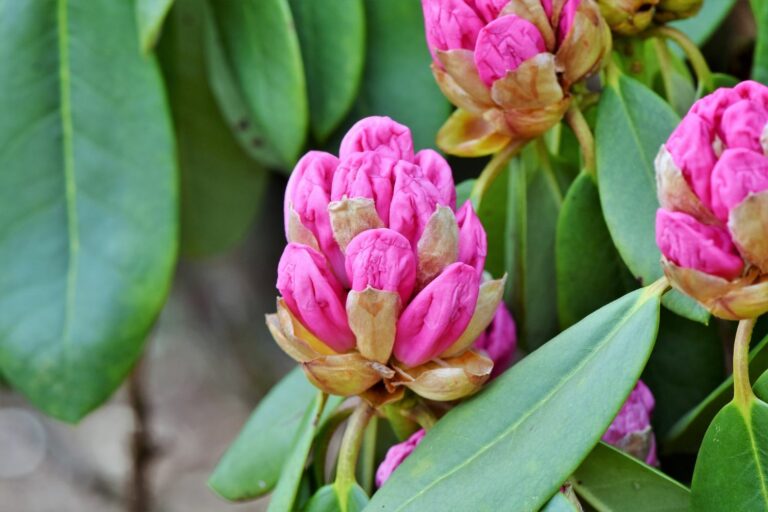 Pruning rhododendron when & how Plantura