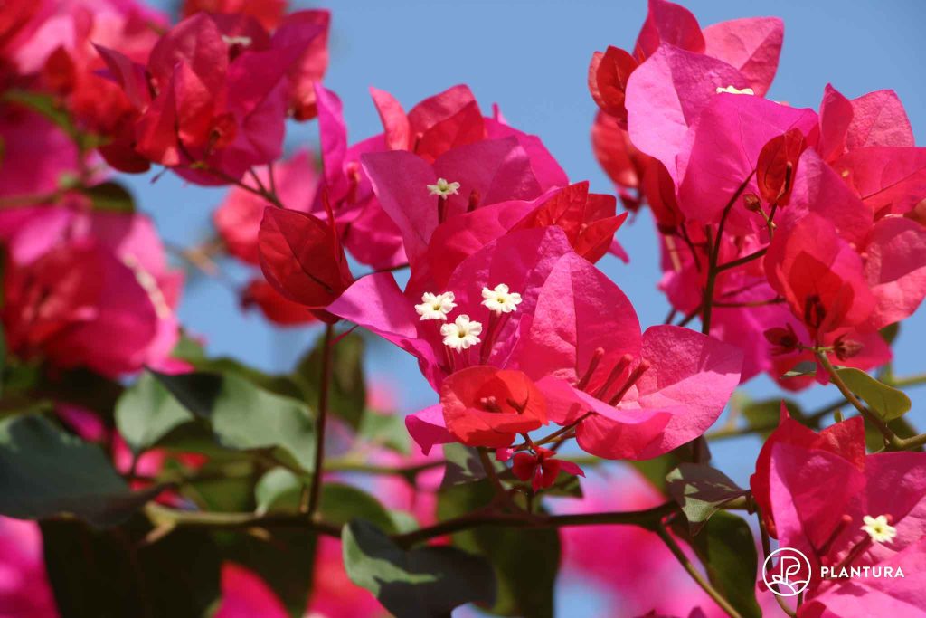pink flower of the bougainvillea