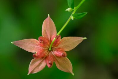 Aquilegia: expert tips for buying, sowing & care
