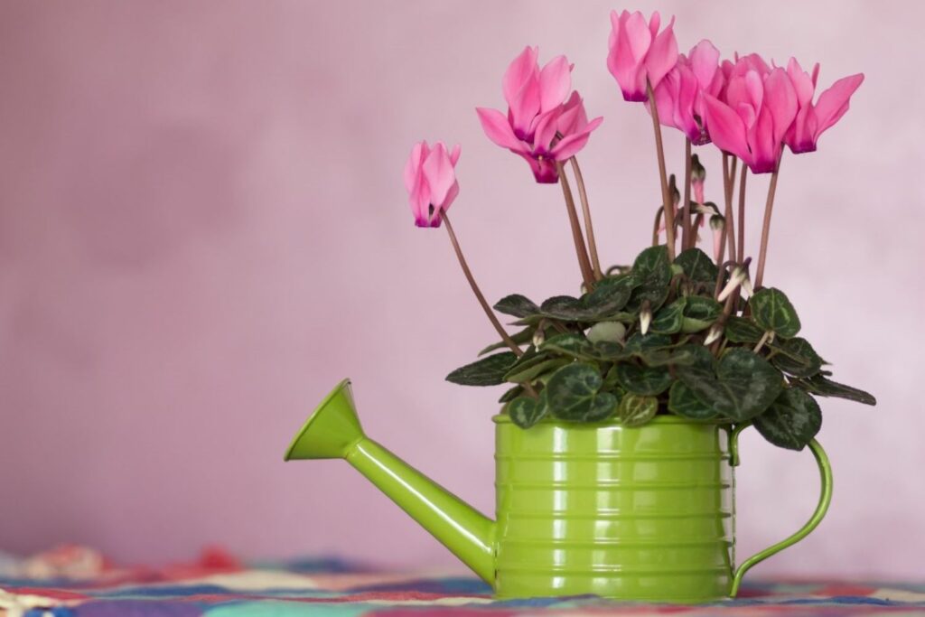 Pink cyclamen in a watering can