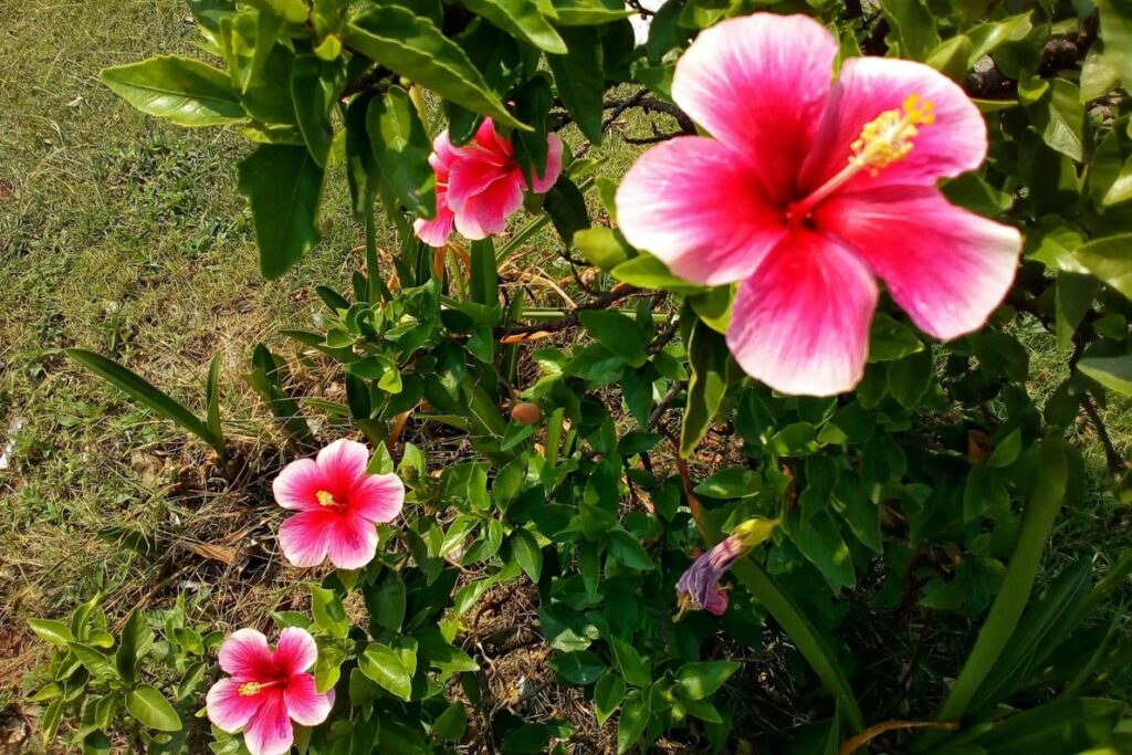 Pink flowering hibiscus plant