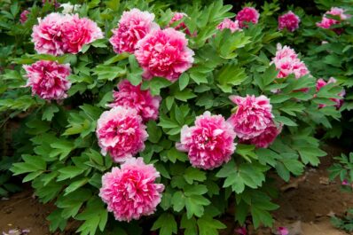 Replanting peonies: location, timing & instructions
