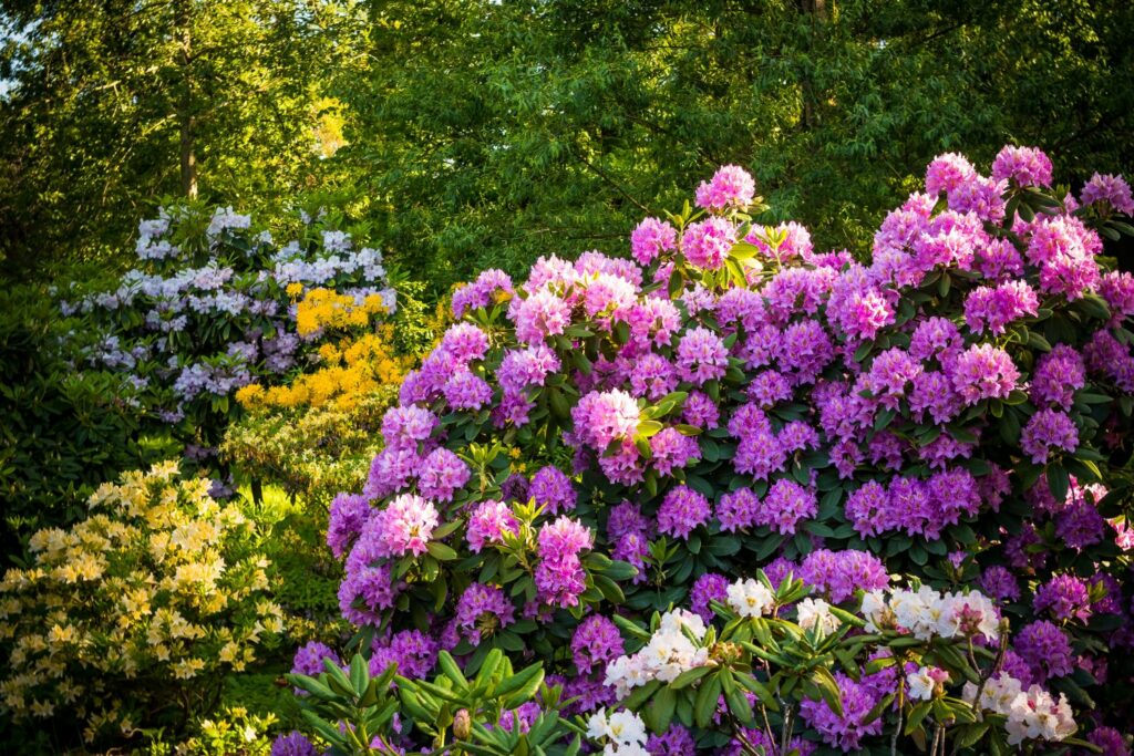 large pink rhododendron bush
