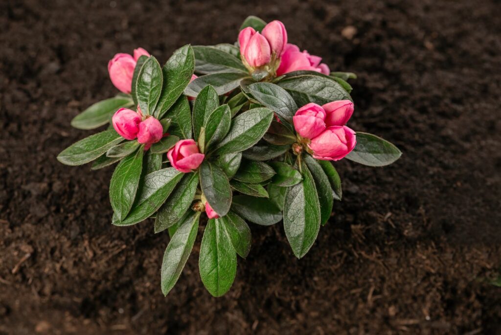 Rhododendron plant with pink buds