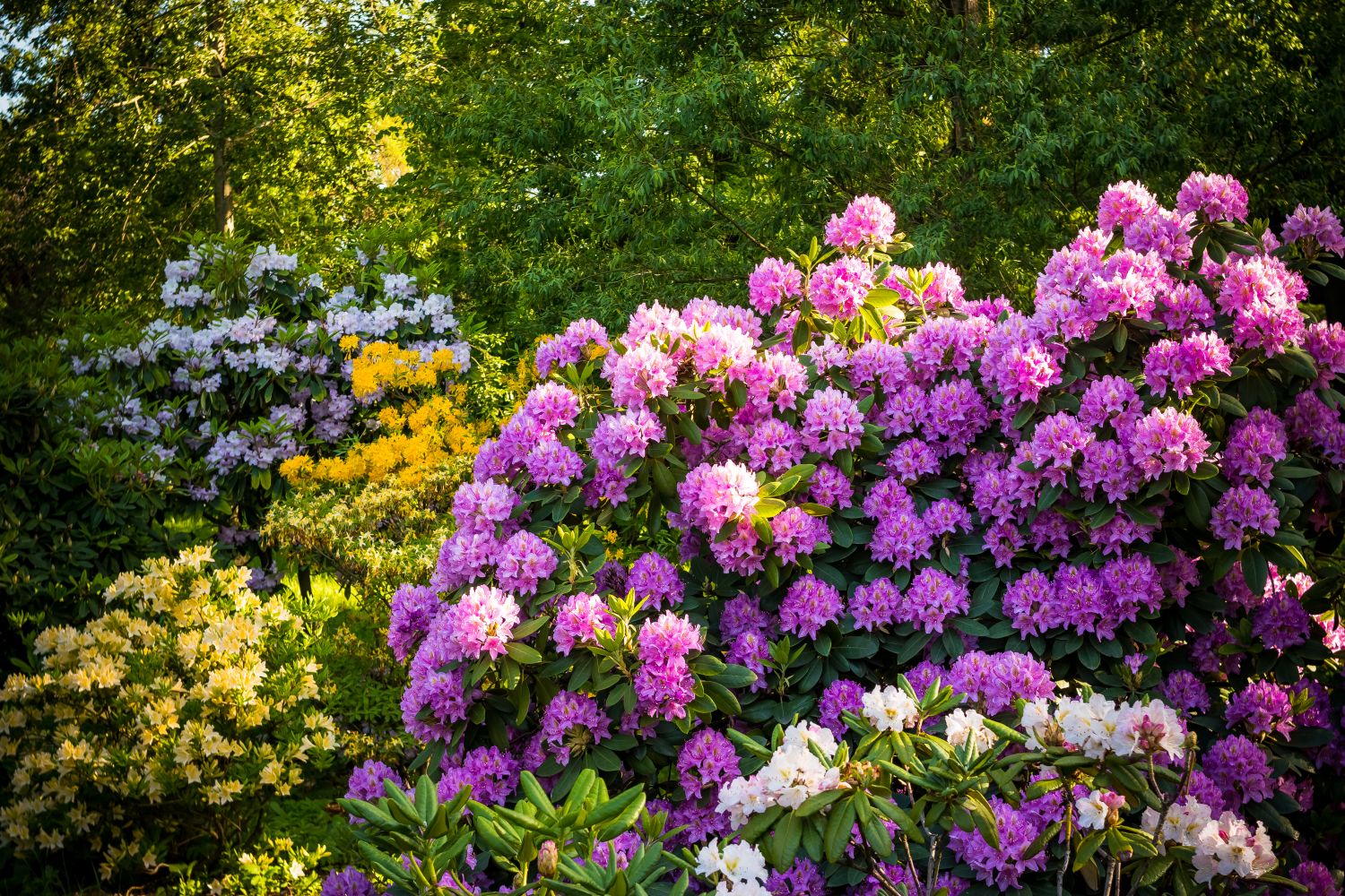 Rhododendron Flower