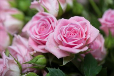 Pink roses: the most beautiful roses in pink & rosé