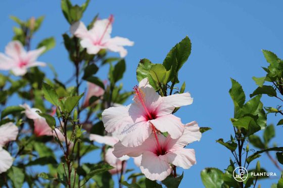 Hibiscus care: expert tips for watering, pruning & more