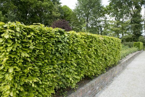 Planting beech hedges: step-by-step