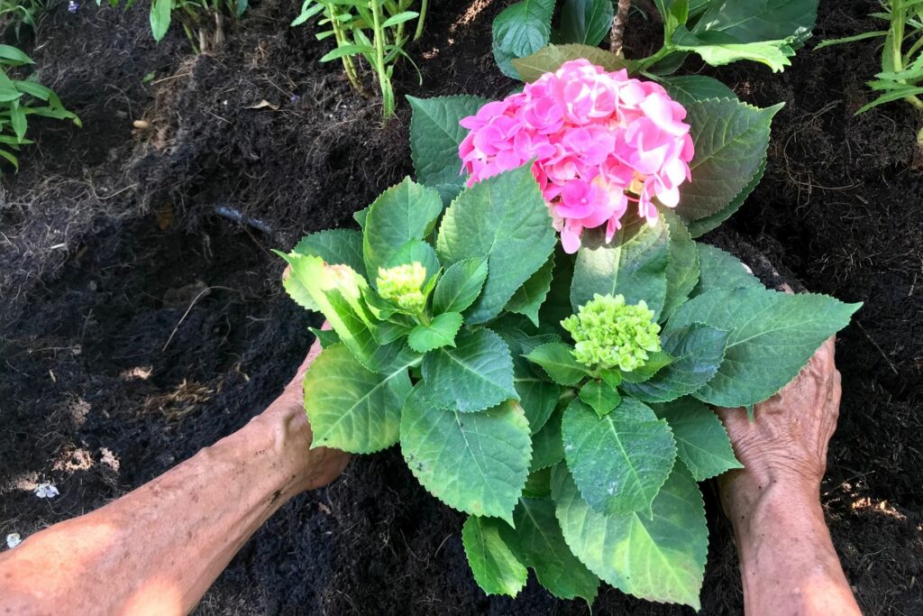 planting hydrangea in garden bed