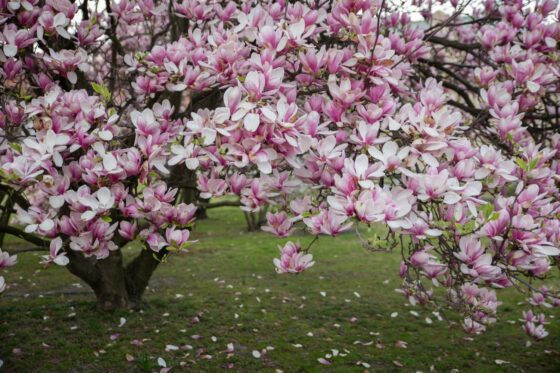 Planting magnolias: when, where & how?