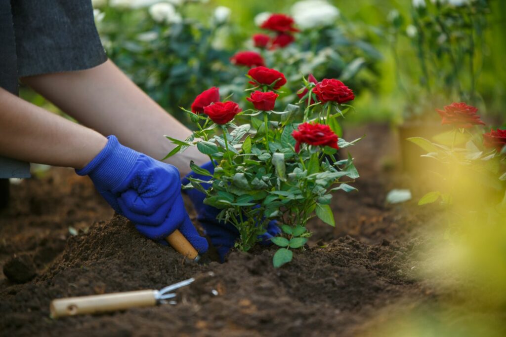 Planting rose bushes