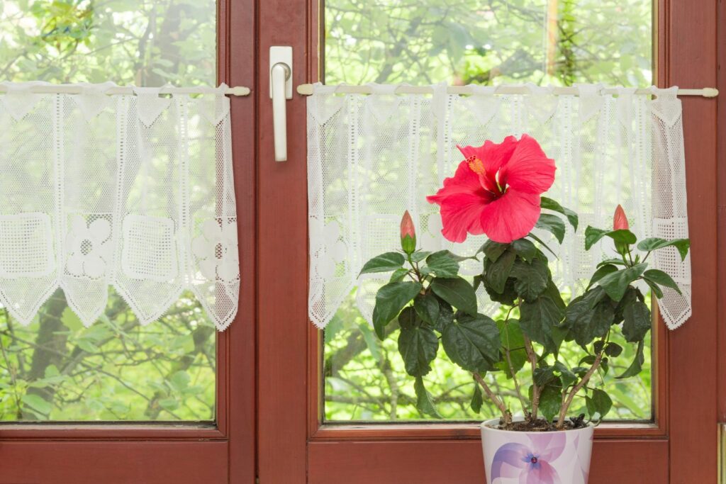 pink potted hibiscus on windowsill