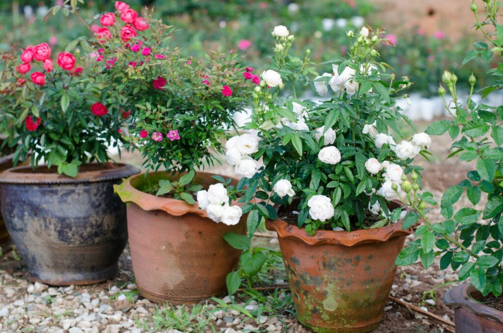 Rose plants in pots