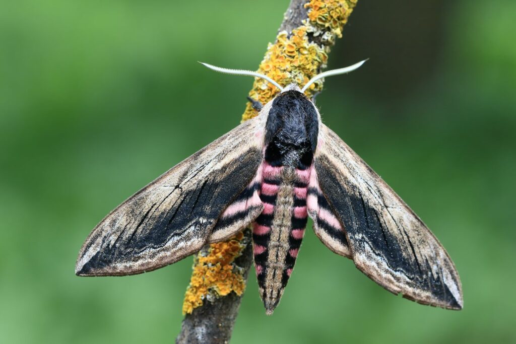 Privet hawk moth on branch