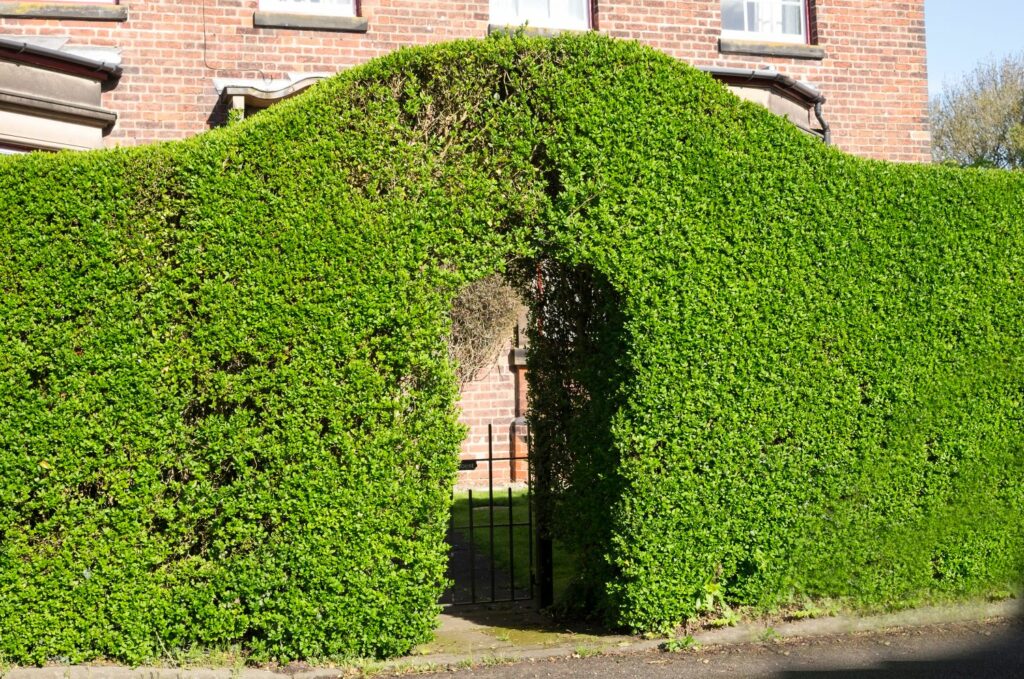 Privet hedge shaped as an arch
