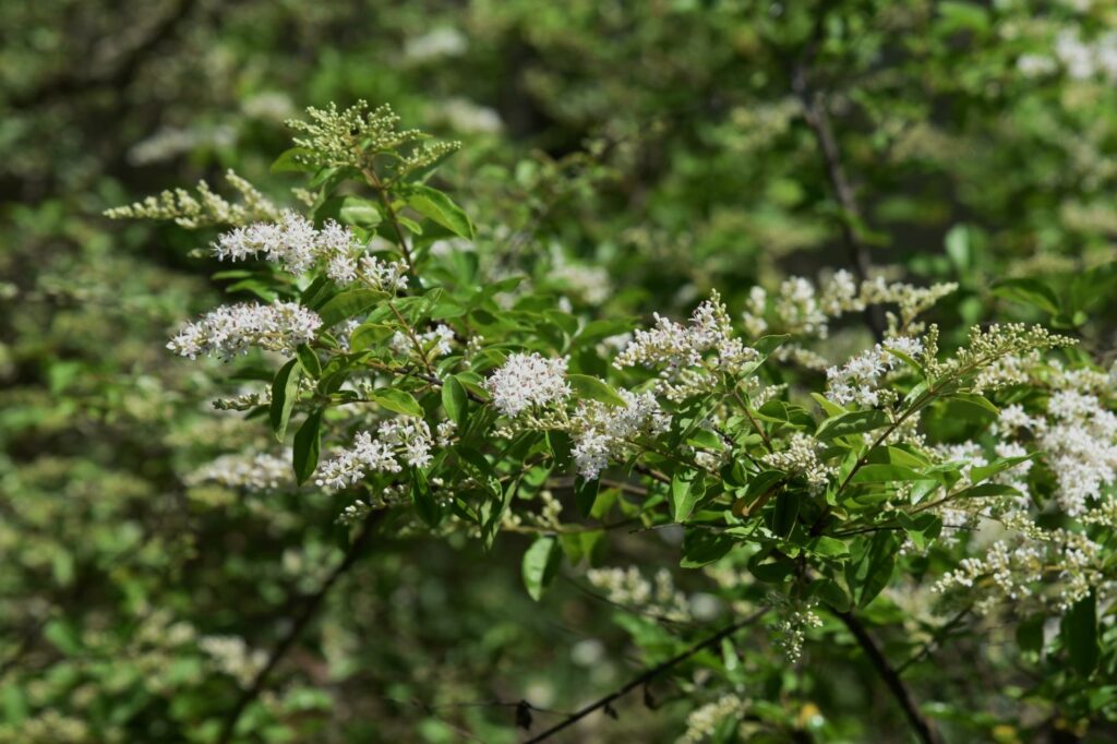 White flowers of the privet hedge