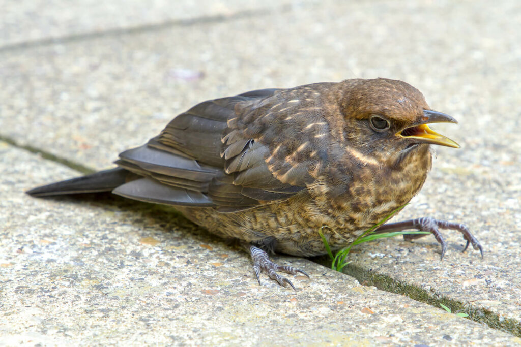 injured bird on paving stones