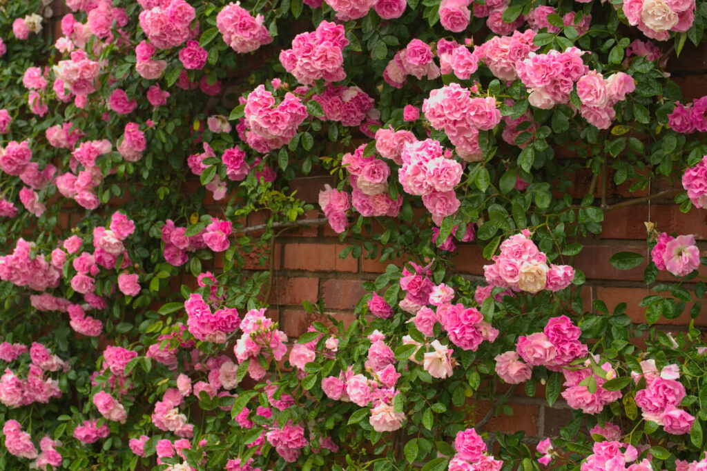 climbing rose with many flowers