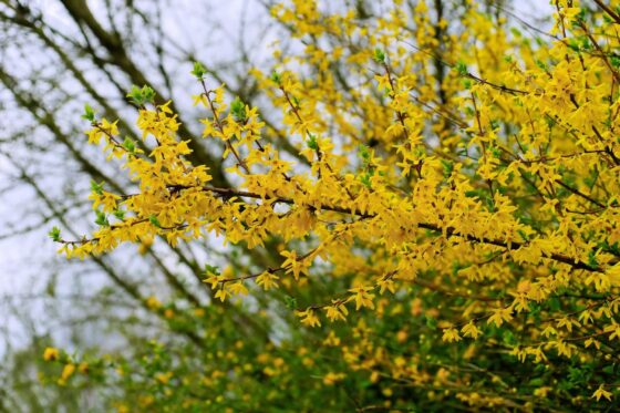 Pruning forsythia: when & how?