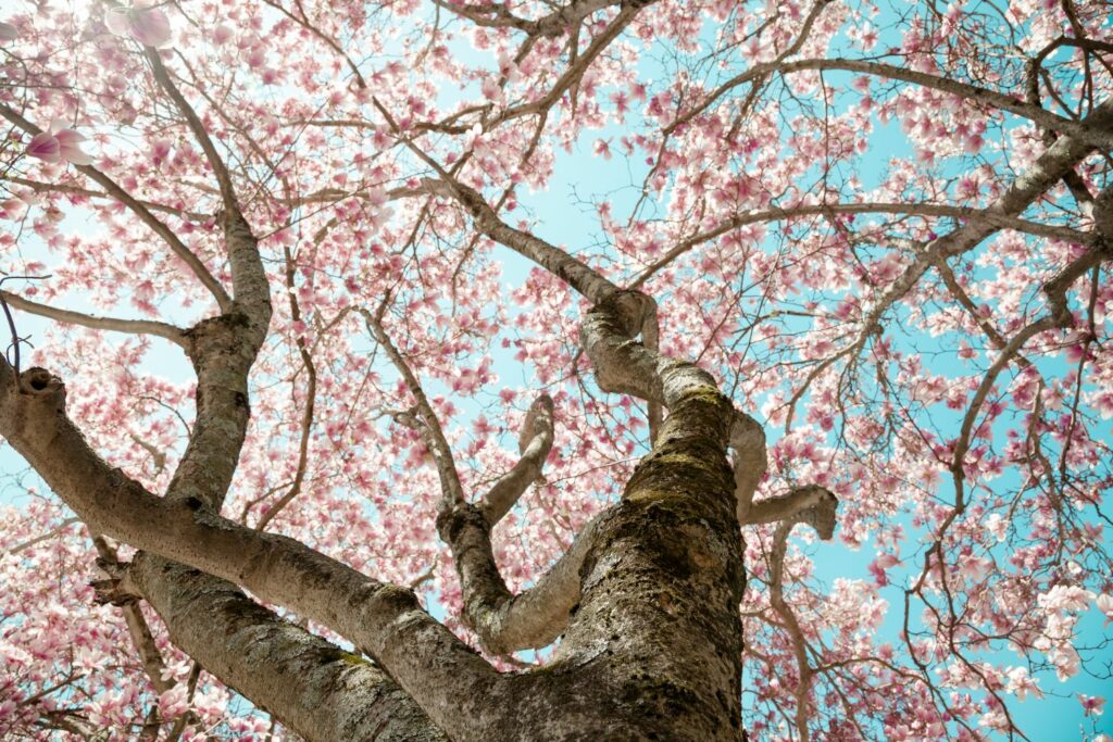 old magnolia tree flowering pink