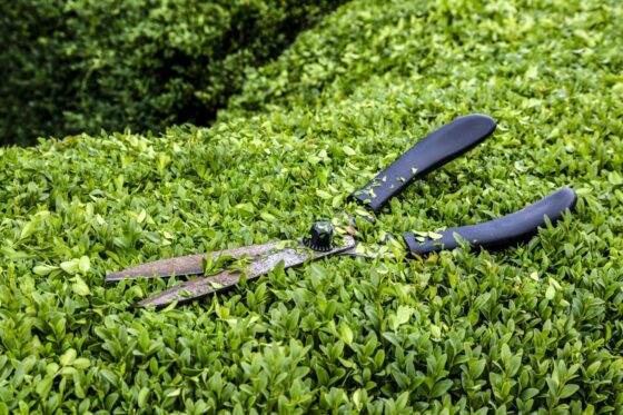 Pruning privet hedges: professional tips for the perfect cut