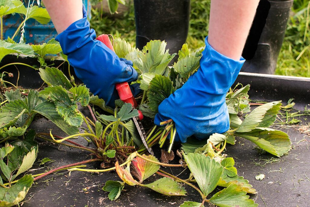 Pruning strawberry plants for winter