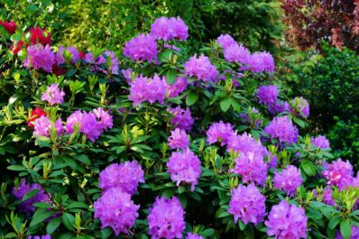 Pruning rhododendron: when & how to prune correctly?