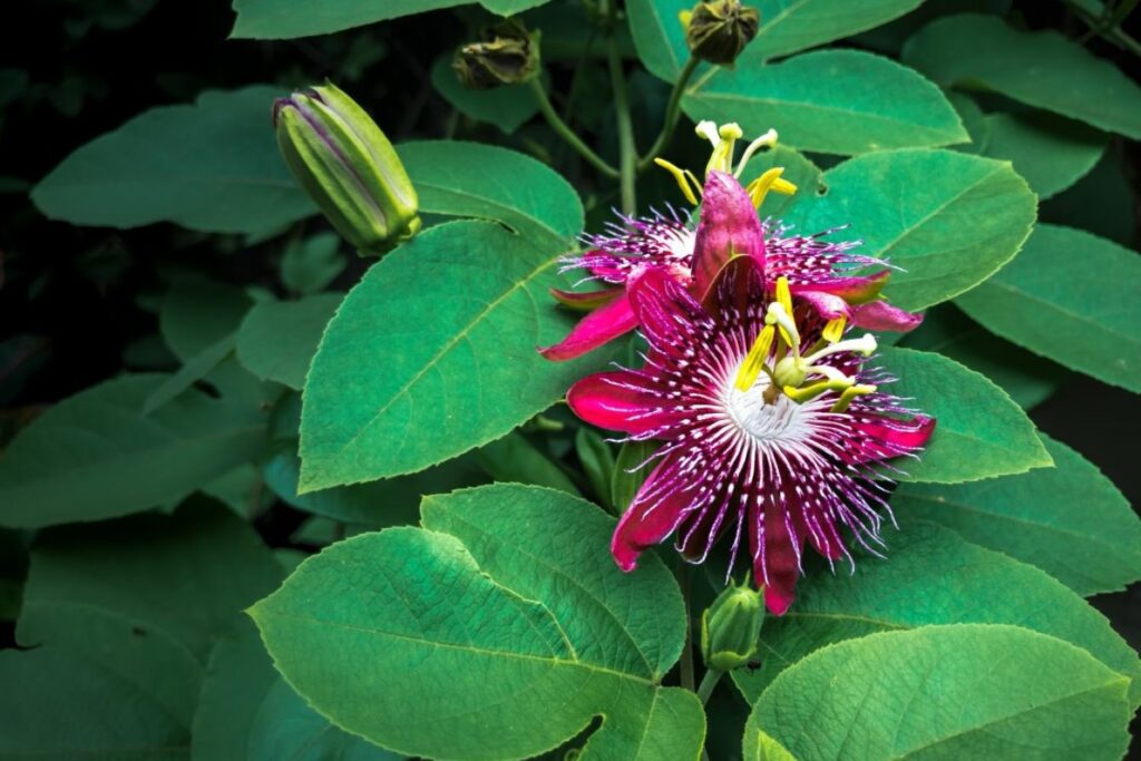Purple passion flower and leaves