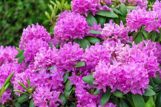 Rhododendron care: expert tips on watering, fertilising & pruning