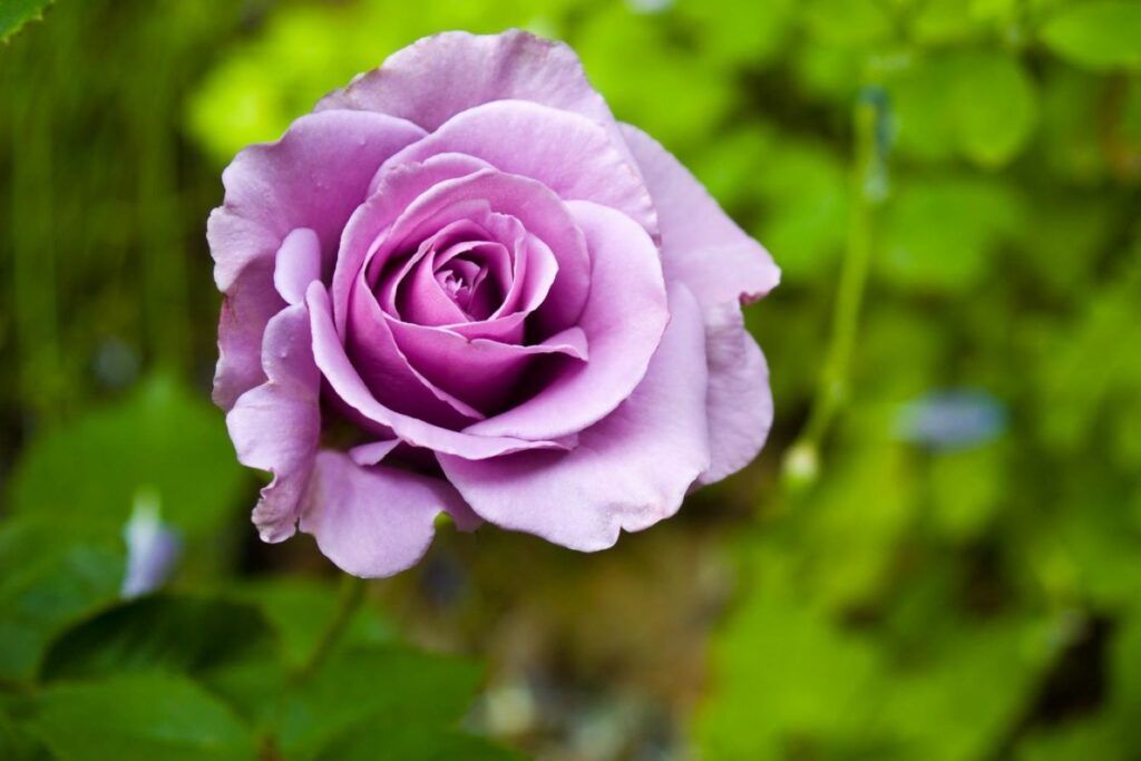 green and purple rose