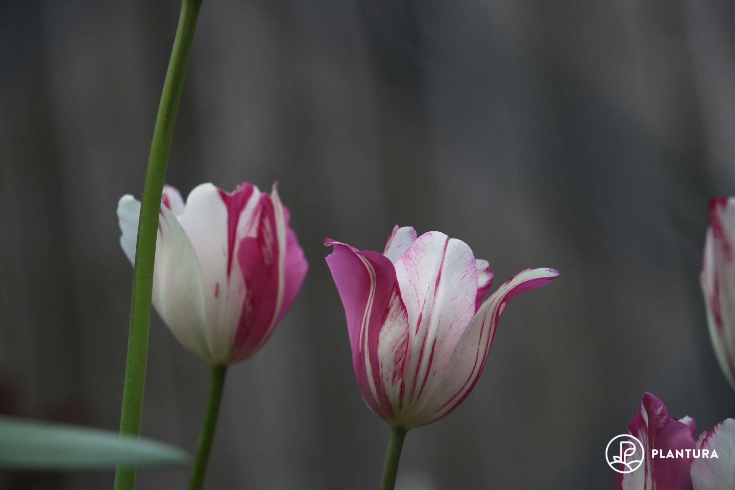 Are tulips poisonous or not? Plantura