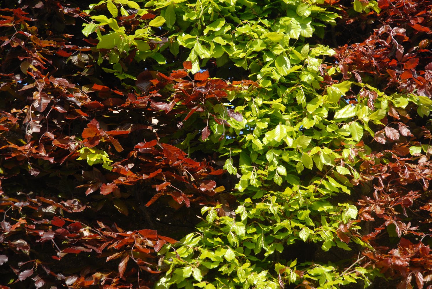 Pruning beech hedges when & how Plantura