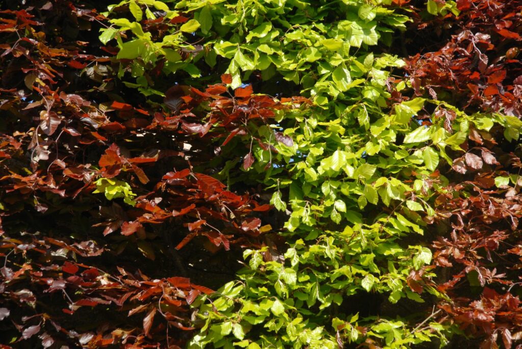 Red and green leaves of the common beech hedge