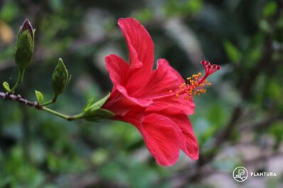 Planting hibiscus: expert tips for location & propagation
