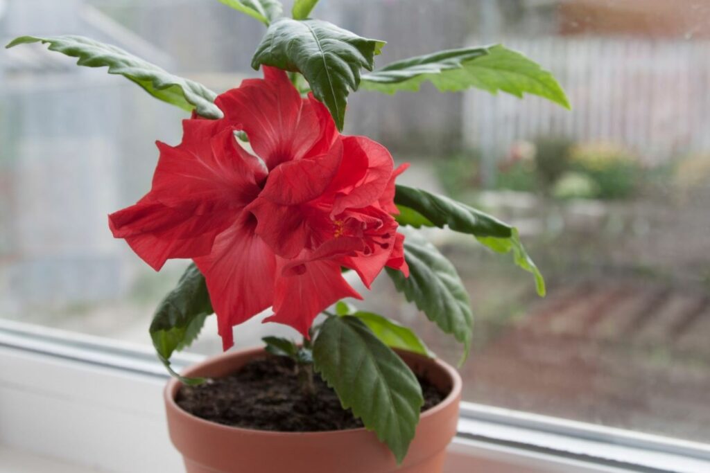 Red flowered hibiscus in a pot