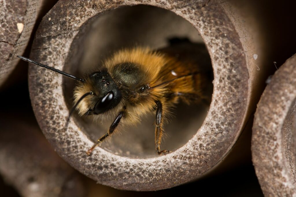 wild bee nesting in hollow branch