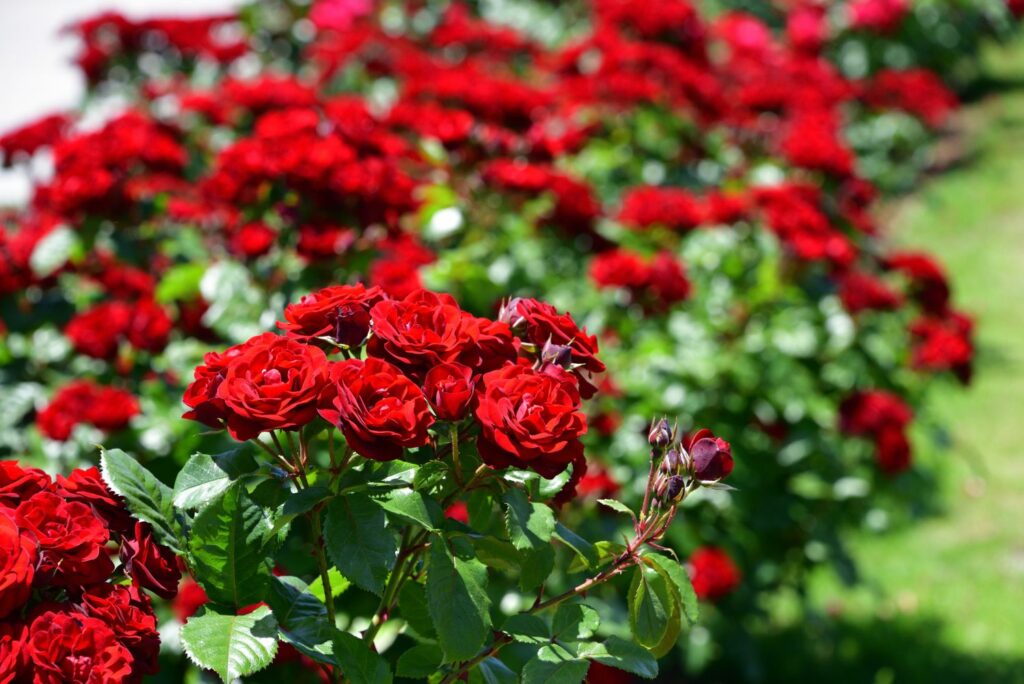 red rose bushes