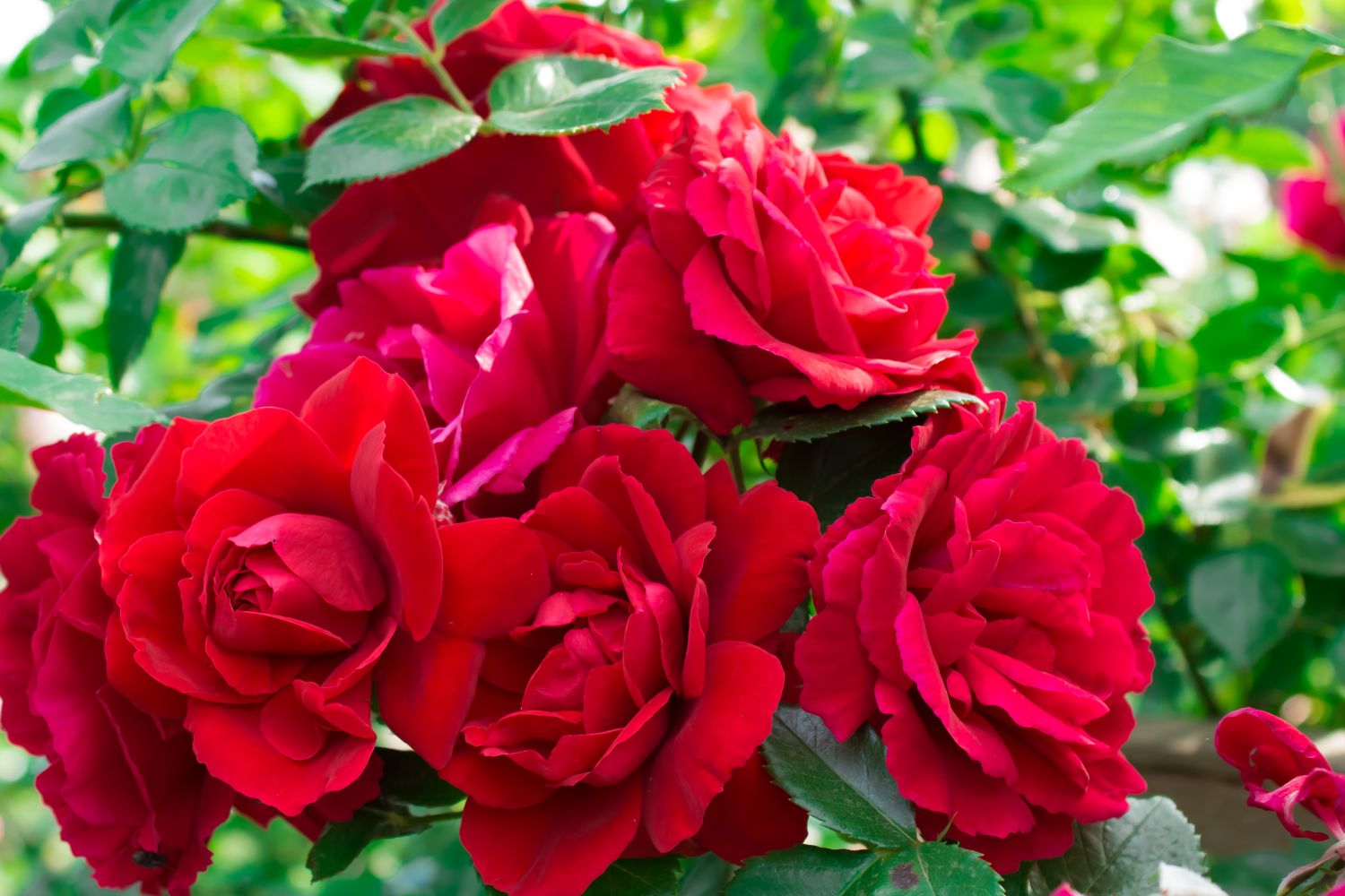 The most beautiful types of red roses - Plantura