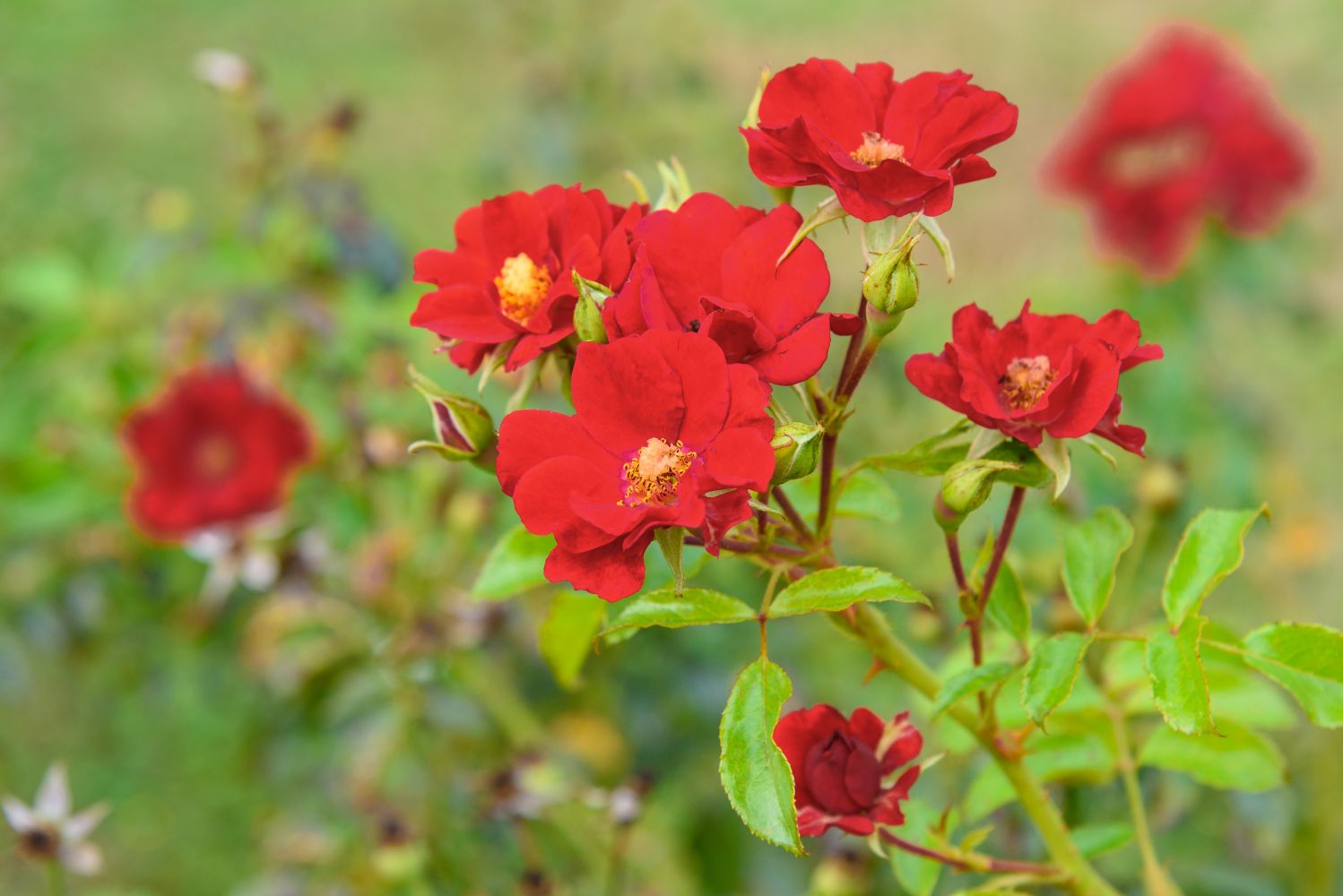 The most beautiful types of red roses - Plantura