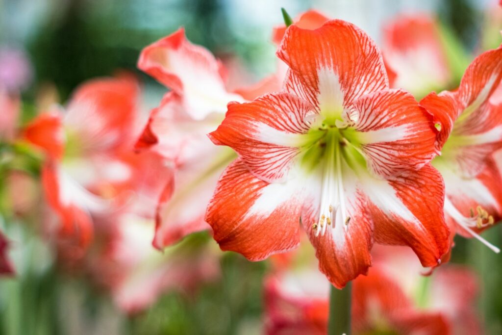 Red and white amaryllis flower