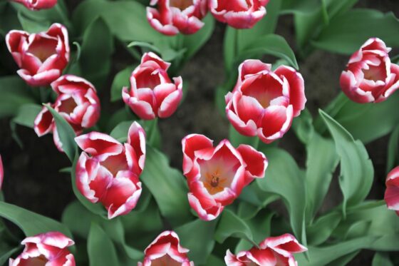 Are tulips poisonous?