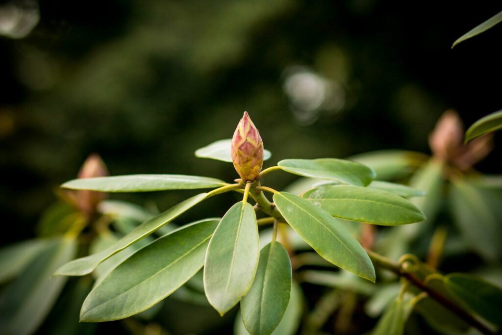 oval rhododendron buds