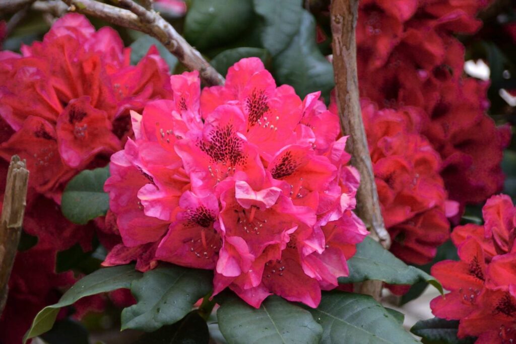 raspberry coloured rhododendron inflorescence