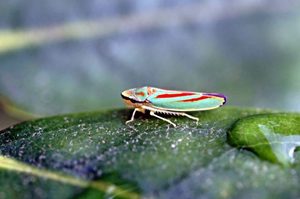 vividly coloured rhododendron leafhopper