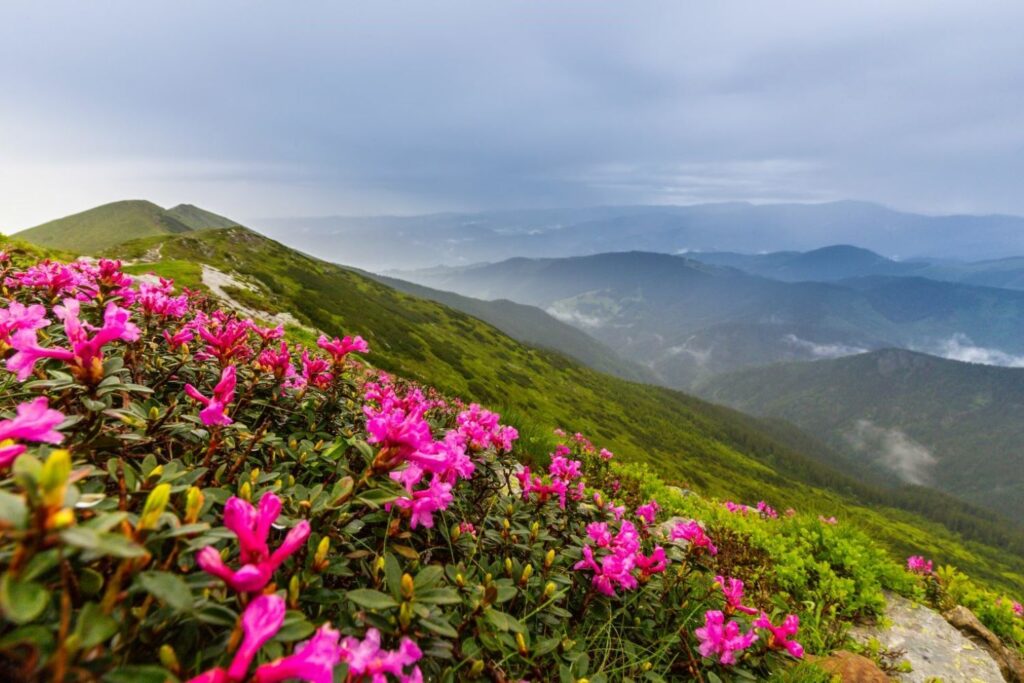 pink rhododendron in mountain range