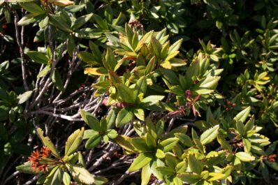 Are rhododendrons poisonous?