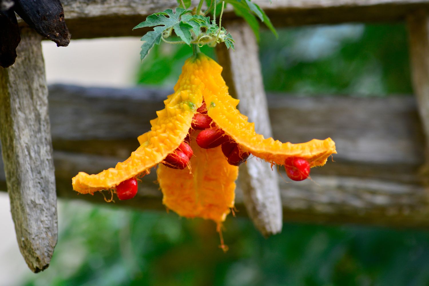 Bitter gourd how to grow & health benefits Plantura